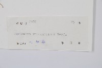 木賊藏品圖，第2張