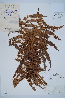 臺灣桫欏藏品圖，第1張