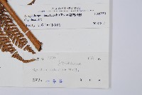 臺灣桫欏藏品圖，第2張