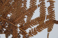 臺灣桫欏藏品圖，第3張