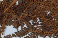 臺灣桫欏藏品圖，第4張