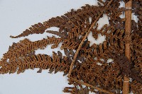 臺灣桫欏藏品圖，第5張