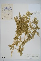 全緣卷柏藏品圖，第1張