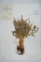 鳳尾蕨藏品圖，第1張