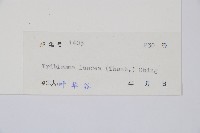 單葉雙蓋蕨藏品圖，第2張