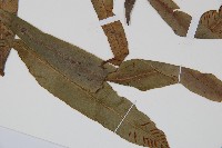 單葉雙蓋蕨藏品圖，第3張