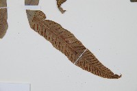 單葉雙蓋蕨藏品圖，第4張