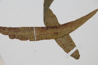 單葉雙蓋蕨藏品圖，第5張