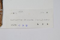 箭葉星蕨藏品圖，第2張