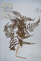 蕨藏品圖，第1張