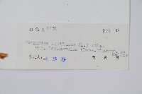 蕨藏品圖，第2張