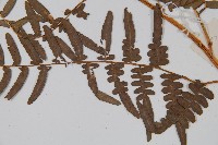 蕨藏品圖，第3張