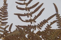 蕨藏品圖，第5張