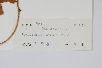 柳葉海金沙藏品圖，第2張