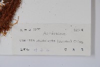 虹鱗肋毛蕨藏品圖，第2張