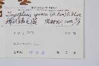 長葉鱗毛蕨藏品圖，第2張