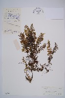 陰濕鐵角蕨藏品圖，第1張