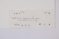 陰濕鐵角蕨藏品圖，第3張