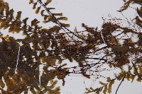 陰濕鐵角蕨藏品圖，第4張