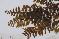 陰濕鐵角蕨藏品圖，第5張