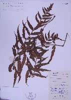 兩廣鐵角蕨藏品圖，第1張