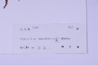 兩廣鐵角蕨藏品圖，第5張