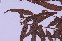 兩廣鐵角蕨藏品圖，第8張