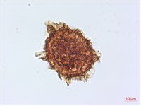 兩廣鐵角蕨藏品圖，第2張