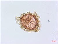 兩廣鐵角蕨藏品圖，第3張