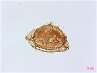 兩廣鐵角蕨藏品圖，第4張