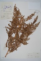 登錄號:P005566藏品圖，第1張