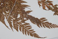 登錄號:P005566藏品圖，第3張