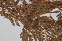 登錄號:P005566藏品圖，第4張