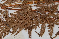 登錄號:P005566藏品圖，第5張