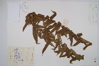 福建蓮座蕨藏品圖，第1張