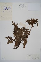 貞蕨藏品圖，第1張