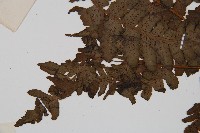 貞蕨藏品圖，第5張