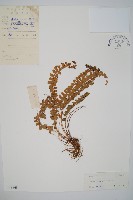 對生耳蕨藏品圖，第1張