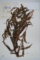 普通假毛蕨藏品圖，第1張