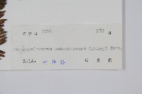 普通假毛蕨藏品圖，第2張