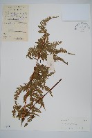 登錄號:P005571藏品圖，第1張