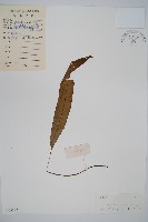 單葉雙蓋蕨藏品圖，第1張