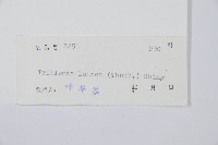 單葉雙蓋蕨藏品圖，第2張