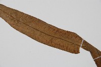 單葉雙蓋蕨藏品圖，第3張