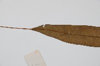 單葉雙蓋蕨藏品圖，第4張