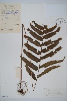 邊緣鱗蓋蕨藏品圖，第1張