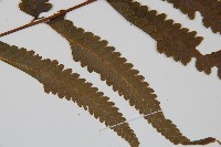 邊緣鱗蓋蕨藏品圖，第3張