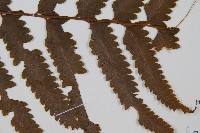 邊緣鱗蓋蕨藏品圖，第4張