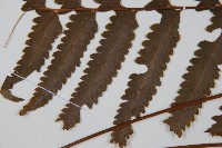 邊緣鱗蓋蕨藏品圖，第5張