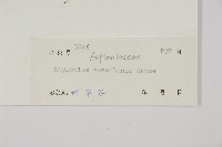 線裂鐵角蕨藏品圖，第2張